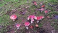 Beautiful group of fly agarics - your special mojos