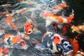 Beautiful group of koi fishes Royalty Free Stock Photo