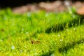 Beautiful group of moss with water drop