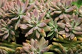 Beautiful group of Pachyphytum Compactum blossoming in garden, pattern of Pachyphytum Compactum plant as a Floral background