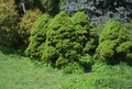 Beautiful group of picea glauca Conica trees in garden landscape design