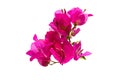 Beautiful group of pink Bougainvillea blooming with pollen isolated on white background