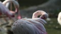 Beautiful group of pink flamingos at the zoo, solo pink flamingo bird phoenicopterus standing grooming its feathers