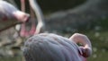 Beautiful group of pink flamingos at the zoo, solo pink flamingo bird phoenicopterus standing grooming its feathers