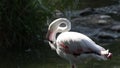 Beautiful group of pink flamingos at the zoo, solo pink flamingo bird phoenicopterus standing grooming its feathers