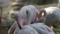 Beautiful group of pink flamingos at the zoo, solo pink flamingo bird phoenicopterus standing grooming its feathers