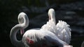 Beautiful group of pink flamingos at the zoo, solo pink flamingo bird phoenicopterus standing grooming its feathers