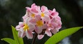 Beautiful Bouquet of Plumeria Flowers with Rain Drops. Royalty Free Stock Photo