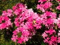 Beautiful group of pink and white flowers