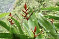 Beautiful red and yellow Bird of Paradise Plant (Heliconia) with greenery behind. Royalty Free Stock Photo