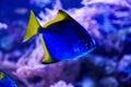 Beautiful group of sea fishes captured on camera under the water under dark blue natural backdrop of the ocean or aquarium. Royalty Free Stock Photo