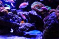 Beautiful group of sea fishes captured on camera under the water under dark blue natural backdrop of the ocean or aquarium. Royalty Free Stock Photo