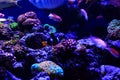 Beautiful group of sea fishes captured on camera under the water under dark blue natural backdrop of the ocean or aquarium. Royalty Free Stock Photo