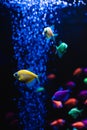 Beautiful group of sea fishes. Underwater colorful life. Bright yellow aquarium fish ternary closeup.  selective focus Royalty Free Stock Photo