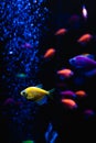 Beautiful group of sea fishes. Underwater colorful life. Bright yellow aquarium fish ternary closeup.  selective focus Royalty Free Stock Photo