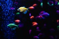 Beautiful group of sea fishes. Underwater colorful life. Bright yellow aquarium fish ternary closeup.  selective focus Royalty Free Stock Photo