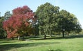 Beautiful trees in Danson Park, Bexleyheath, Bexley, London, UK.