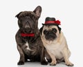 beautiful group of two puppies wearing hat and bowtie and looking forward