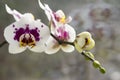 Beautiful group of white and pink orchid flowers in bloom with buds Royalty Free Stock Photo