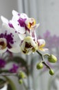 Beautiful group of white and pink orchid flowers in bloom with buds Royalty Free Stock Photo