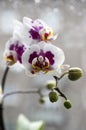 Beautiful group of white and pink orchid flowers in bloom with buds Royalty Free Stock Photo