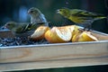 Beautiful group of winter birds on bird feeder. Royalty Free Stock Photo