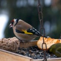 Beautiful group of winter birds on bird feeder. Royalty Free Stock Photo