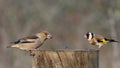 Beautiful group of winter birds on bird feeder