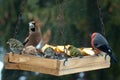 Beautiful group of winter birds on bird feeder.