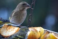 Beautiful group of winter birds on bird feeder. Royalty Free Stock Photo