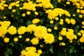 Beautiful group of yellow mums Royalty Free Stock Photo