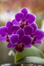 Beautiful Grouping of Purple Orchids Phalaenopsis