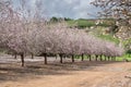 Beautiful grove of blooming almond trees at rainy day