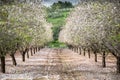 Beautiful grove of blooming almond trees at rainy day