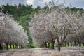 Beautiful grove of blooming almond trees at rainy day