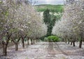 Beautiful grove of blooming almond trees at rainy day Royalty Free Stock Photo