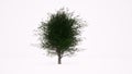 Beautiful grow tree Small Eco business success on white 3d