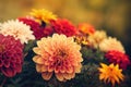 Beautiful growing bright chrysanthemum flowers close up background decoration.