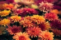 Beautiful growing bright chrysanthemum flowers close up background decoration.