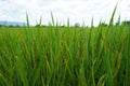 Beautiful growing ears of rice. Royalty Free Stock Photo