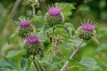 Beautiful growing flower burdock thistle on background meadow