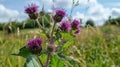 Beautiful growing flower burdock thistle on background meadow