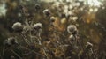 Beautiful growing flower burdock thistle on background meadow