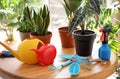 Beautiful growing home plants and gardening tools on table Royalty Free Stock Photo