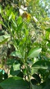 A beautiful growing lemon plants leaves Royalty Free Stock Photo