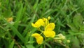 Beautiful growing yellow flower Royalty Free Stock Photo