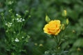 Beautiful growing yellow rose with buds on a dark green floral background, floral greeting card Royalty Free Stock Photo