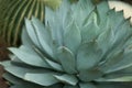 Beautiful grown agave cactus, sukkulent, close up