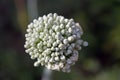 Seed head of onion macro Royalty Free Stock Photo