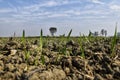 Beautiful grown wheat crop in field, small plants of wheat with clear blue sky